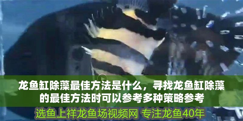 龍魚缸除藻最佳方法是什么，尋找龍魚缸除藻的最佳方法時可以參考多種策略參考