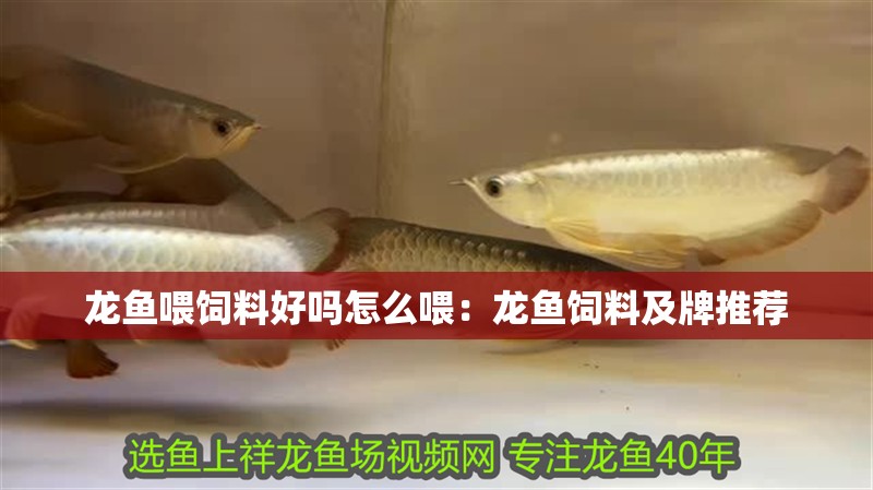 龍魚喂飼料好嗎怎么喂：龍魚飼料及牌推薦