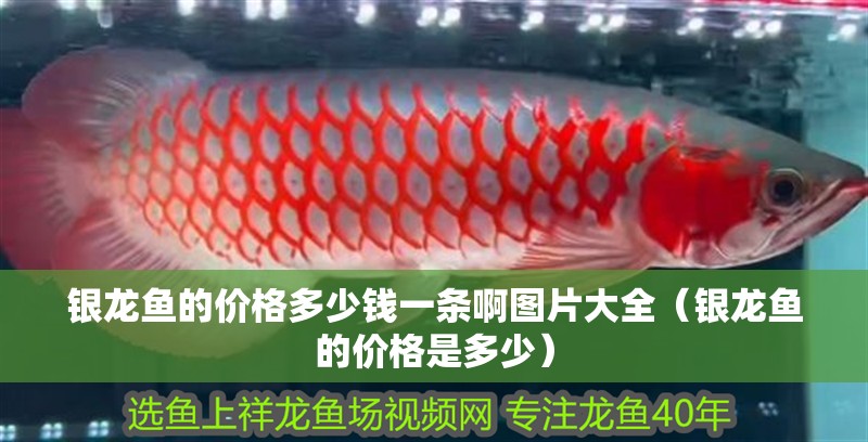 銀龍魚的價格多少錢一條啊圖片大全（銀龍魚的價格是多少）