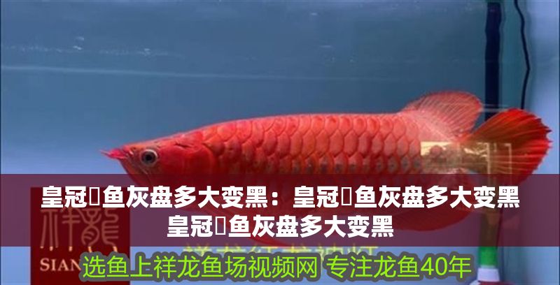 皇冠魟魚灰盤多大變黑：皇冠魟魚灰盤多大變黑皇冠魟魚灰盤多大變黑