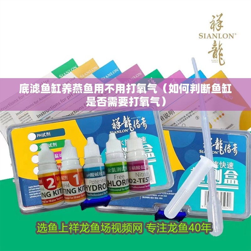 底濾魚缸養燕魚用不用打氧氣（如何判斷魚缸是否需要打氧氣）