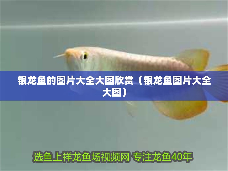 銀龍魚(yú)的圖片大全大圖欣賞（銀龍魚(yú)圖片大全大圖）