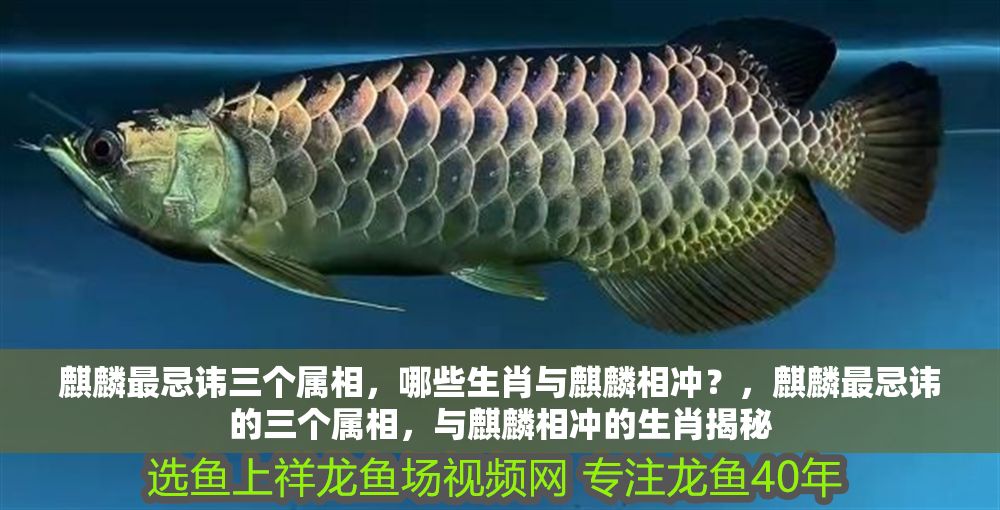 詳細閱讀:麒麟最忌諱三個屬相,哪些生肖與麒麟相沖?,麒麟最忌諱的三個屬相,與麒麟相沖的生肖揭秘 麒麟最忌諱三個屬相,哪些生肖與麒麟相沖?,麒麟最忌諱的三個屬相,與麒麟相沖的生肖揭秘