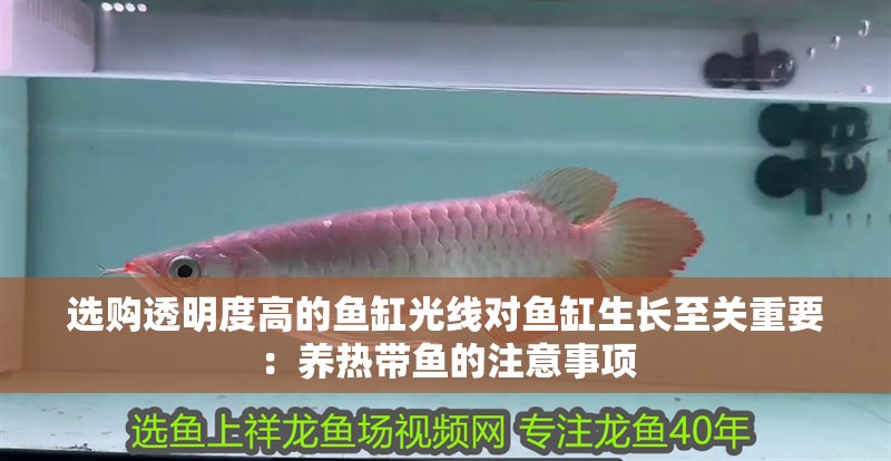 選購透明度高的魚缸光線對魚缸生長至關重要：養熱帶魚的注意事項
