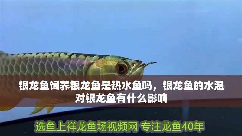 銀龍魚飼養銀龍魚是熱水魚嗎，銀龍魚的水溫對銀龍魚有什么影響