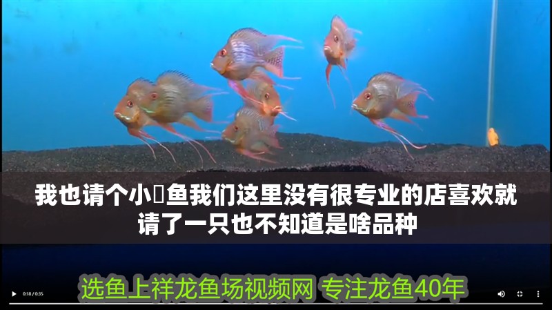 我也請個小魟魚我們這里沒有很專業的店喜歡就請了一只也不知道是啥品種