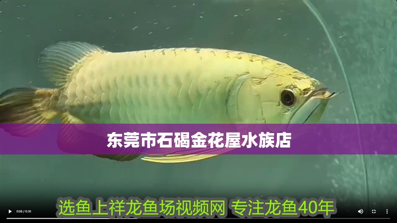 東莞市石碣金花屋水族店