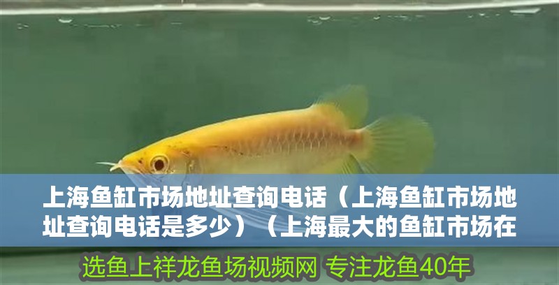 上海魚缸市場地址查詢電話（上海魚缸市場地址查詢電話是多少）（上海最大的魚缸市場在哪里？）