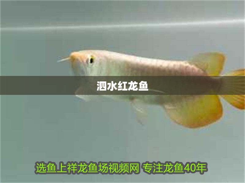 泗水紅龍魚