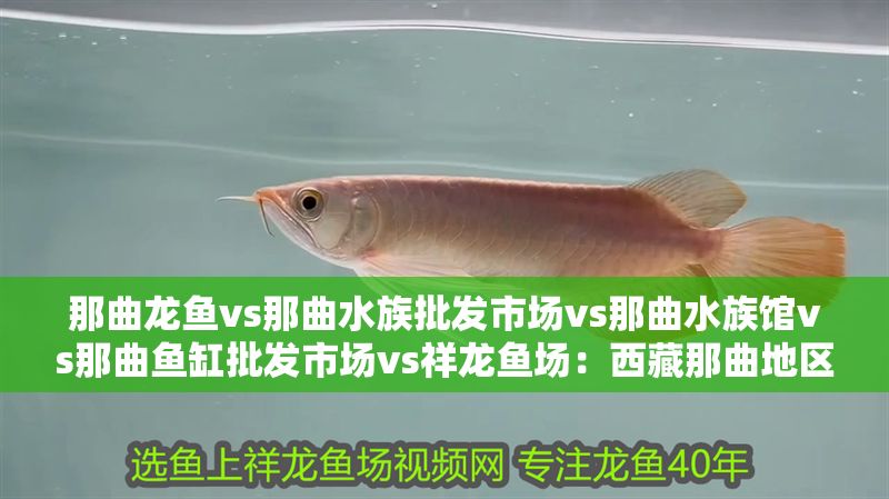 那曲龍魚vs那曲水族批發市場vs那曲水族館vs那曲魚缸批發市場vs祥龍魚場:西藏那曲地區的水族市場及相關信息 祥龍魚場各市分站 第2張 那曲龍魚vs那曲水族批發市場vs那曲水族館vs那曲魚缸批發市場vs祥龍魚場:西藏那曲地區的水族市場及相關信息 那曲龍魚vs那曲水族批發市場vs那曲水族館vs那曲魚缸批發市場vs祥龍魚場:西藏那曲地區的水族市場及相關信息 祥龍魚場各市分站 第2張