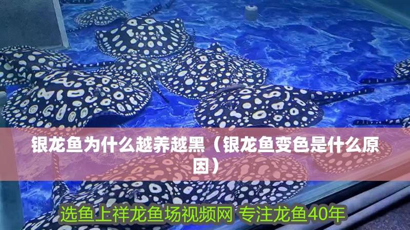 銀龍魚為什么越養越黑（銀龍魚變色是什么原因）