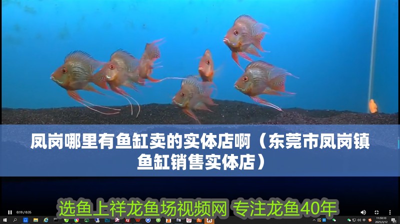 鳳崗哪里有魚缸賣的實體店啊（東莞市鳳崗鎮魚缸銷售實體店）