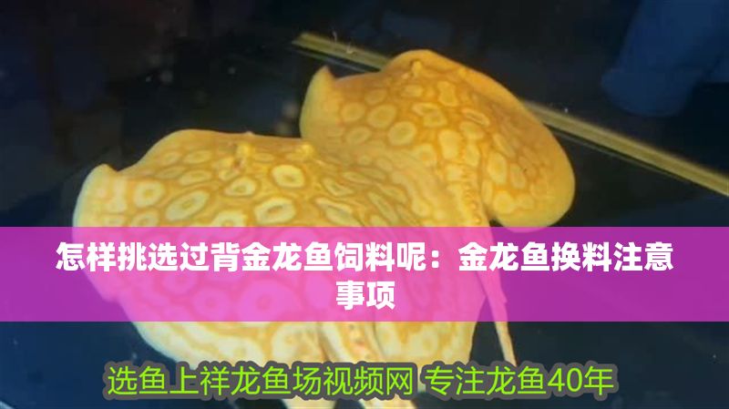 怎樣挑選過背金龍魚飼料呢：金龍魚換料注意事項(xiàng)