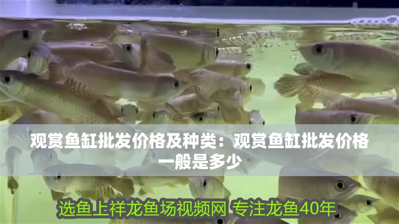 觀賞魚缸批發價格及種類：觀賞魚缸批發價格一般是多少