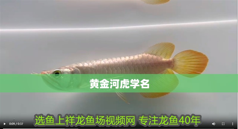 黃金河虎學名