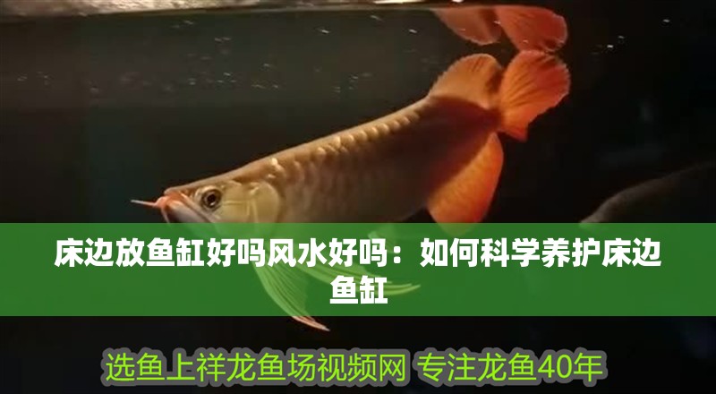 床邊放魚缸好嗎風水好嗎：如何科學養護床邊魚缸