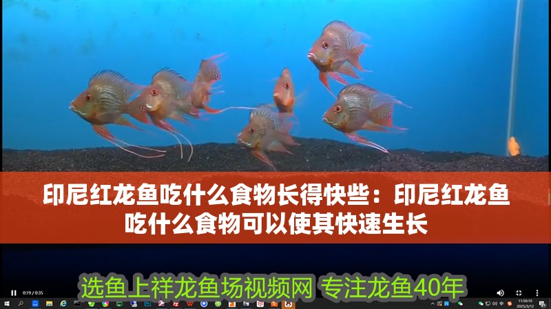 印尼紅龍魚(yú)吃什么食物長(zhǎng)得快些：印尼紅龍魚(yú)吃什么食物可以使其快速生長(zhǎng)