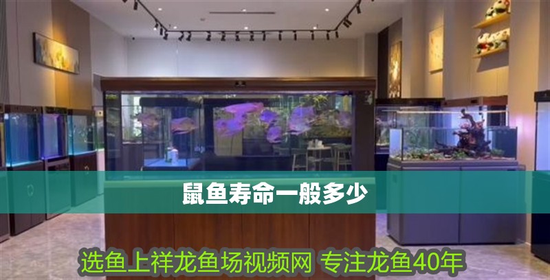 鼠魚壽命一般多少