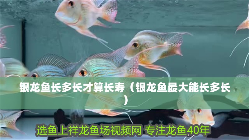 銀龍魚長多長才算長壽（銀龍魚最大能長多長）