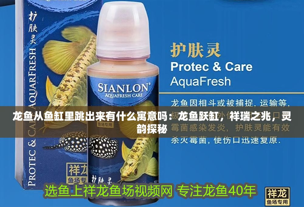 龍魚從魚缸里跳出來有什么寓意嗎：龍魚躍缸，祥瑞之兆，靈韻探秘
