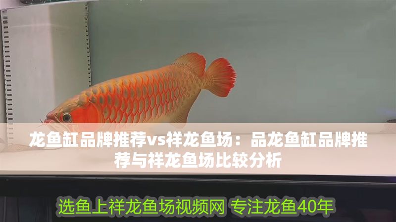 龍魚缸品牌推薦vs祥龍魚場：品龍魚缸品牌推薦與祥龍魚場比較分析