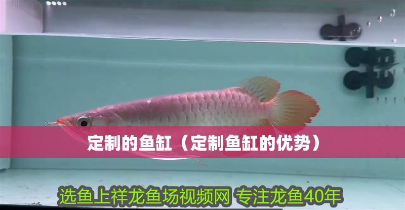 定制的魚缸（定制魚缸的優(yōu)勢）