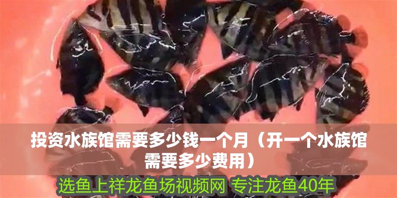 投資水族館需要多少錢一個月（開一個水族館需要多少費用）