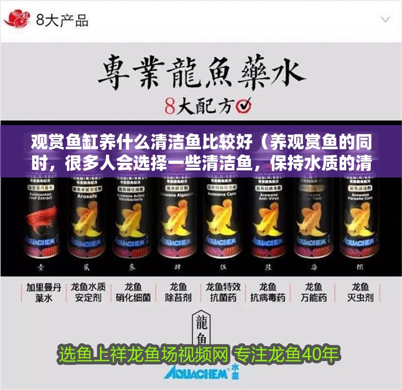 觀賞魚缸養什么清潔魚比較好（養觀賞魚的同時，很多人會選擇一些清潔魚，保持水質的清澈）