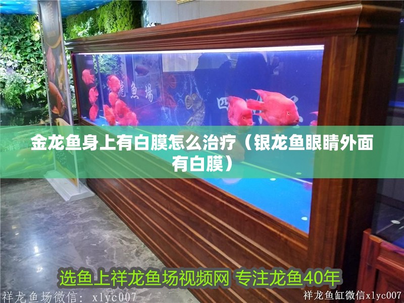 金龍魚身上有白膜怎么治療（銀龍魚眼睛外面有白膜）