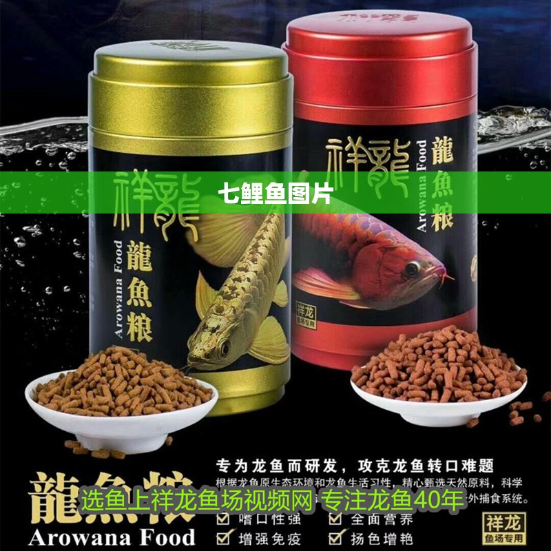 七鯉魚圖片