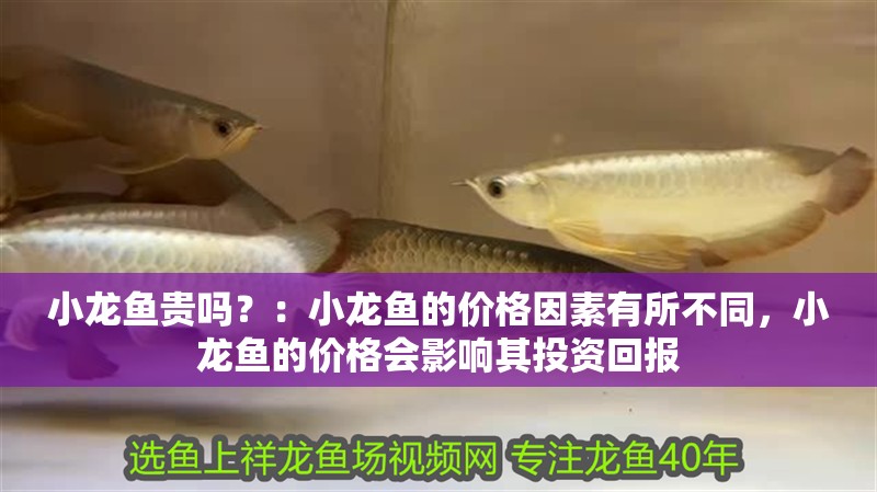 小龍魚(yú)貴嗎？：小龍魚(yú)的價(jià)格因素有所不同，小龍魚(yú)的價(jià)格會(huì)影響其投資回報(bào)