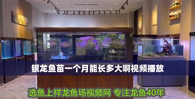 銀龍魚苗一個月能長多大啊視頻播放