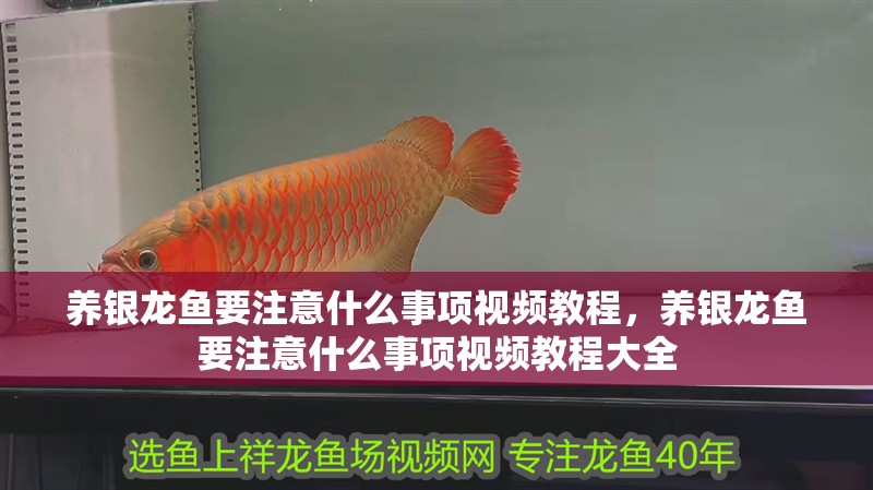 養銀龍魚要注意什么事項視頻教程，養銀龍魚要注意什么事項視頻教程大全