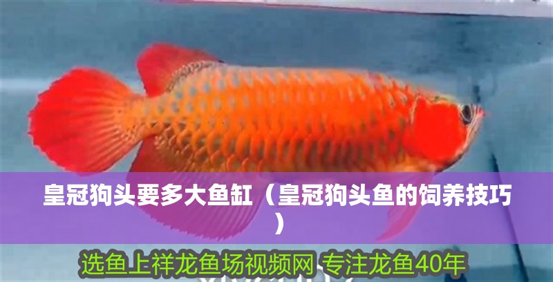皇冠狗頭要多大魚缸（皇冠狗頭魚的飼養(yǎng)技巧）