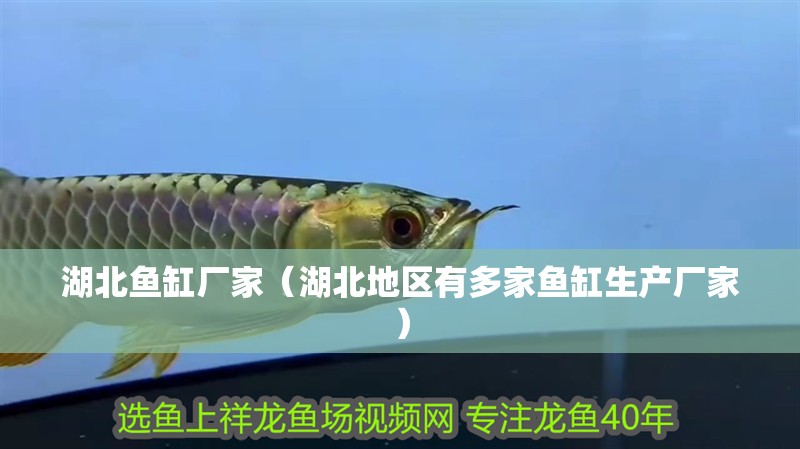 紅龍魚(yú)用黃燈烤有用嗎 湖北魚(yú)缸廠家(湖北地區(qū)有多家魚(yú)缸生產(chǎn)廠家) 魚(yú)缸百科 湖北魚(yú)缸廠家(湖北地區(qū)有多家魚(yú)缸生產(chǎn)廠家) 湖北魚(yú)缸廠家(湖北地區(qū)有多家魚(yú)缸生產(chǎn)廠家) 魚(yú)缸百科
