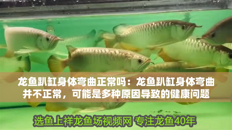 龍魚趴缸身體彎曲正常嗎：龍魚趴缸身體彎曲并不正常，可能是多種原因?qū)е碌慕】祮栴}