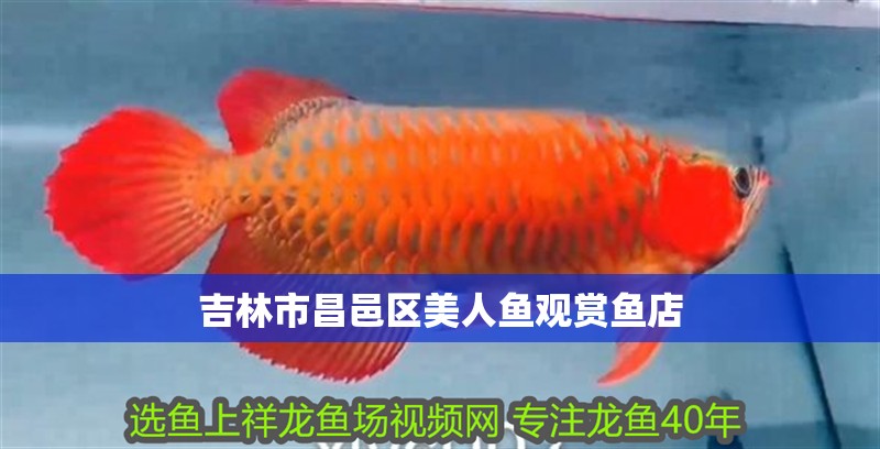 <strong><mark>吉林</mark></strong>市昌邑區美人魚觀賞魚店