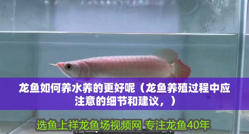 龍魚如何養水養的更好呢（龍魚養殖過程中應注意的細節和建議，）