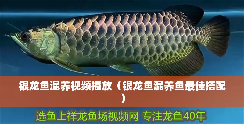 銀龍魚混養(yǎng)視頻播放（銀龍魚混養(yǎng)魚最佳搭配）