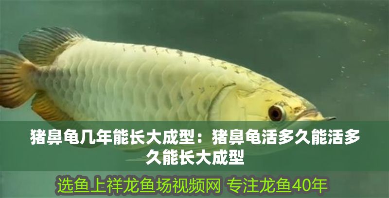 豬鼻龜幾年能長大成型：豬鼻龜活多久能活多久能長大成型