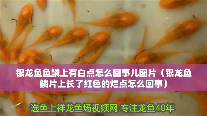銀龍魚魚鱗上有白點怎么回事兒圖片（銀龍魚鱗片上長了紅色的爛點怎么回事）