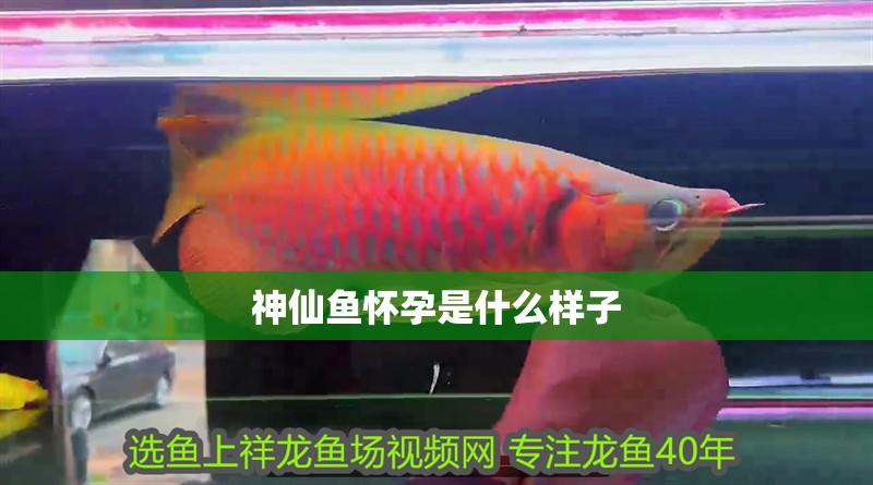 神仙魚懷孕是什么樣子