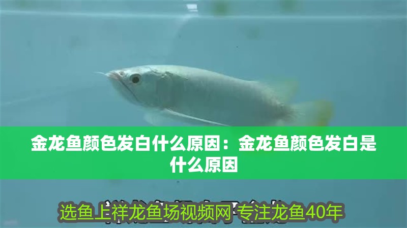 金龍魚顏色發白什么原因：金龍魚顏色發白是什么原因