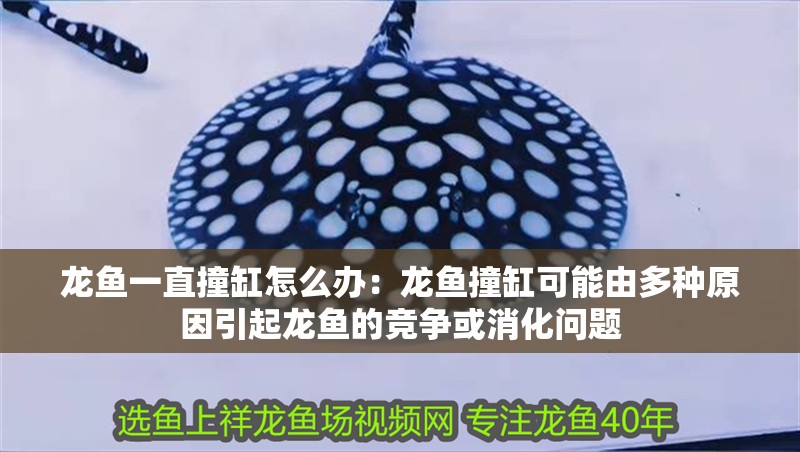 龍魚一直撞缸怎么辦：龍魚撞缸可能由多種原因引起龍魚的競(jìng)爭(zhēng)或消化問(wèn)題