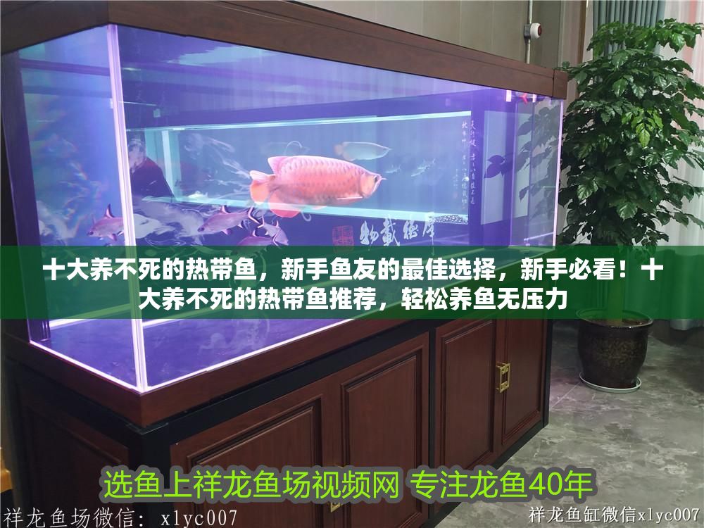 十大養不死的熱帶魚，新手魚友的最佳選擇，新手必看！十大養不死的熱帶魚推薦，輕松養魚無壓力