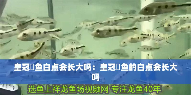 皇冠魟魚白點會長大嗎：皇冠魟魚的白點會長大嗎