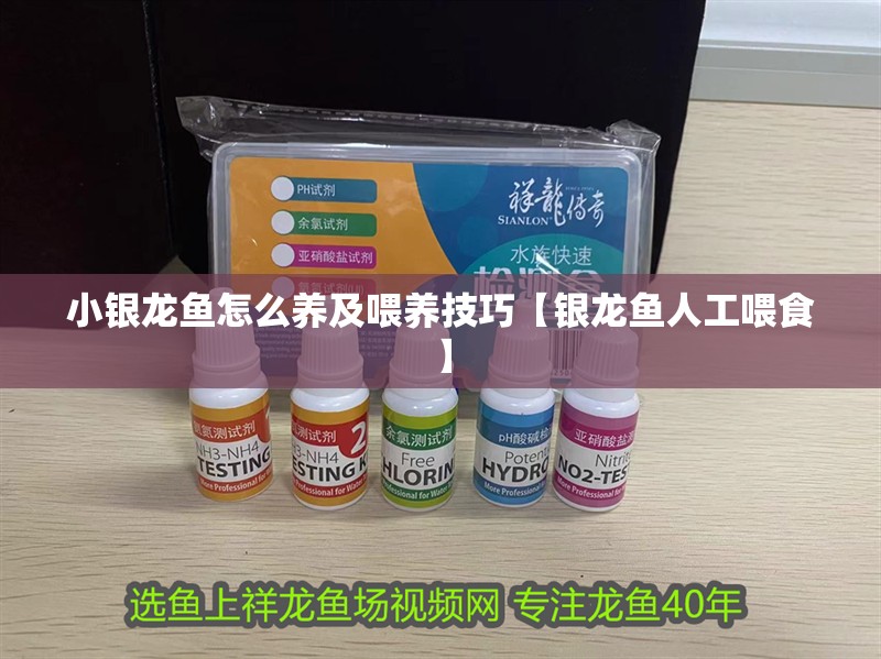 小銀龍魚怎么養及喂養技巧【銀龍魚人工喂食】