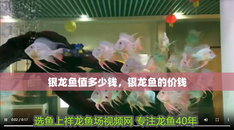 銀龍魚值多少錢，銀龍魚的價錢