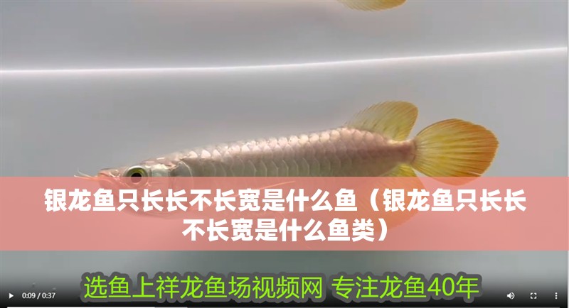 銀龍魚只長長不長寬是什么魚（銀龍魚只長長不長寬是什么魚類）