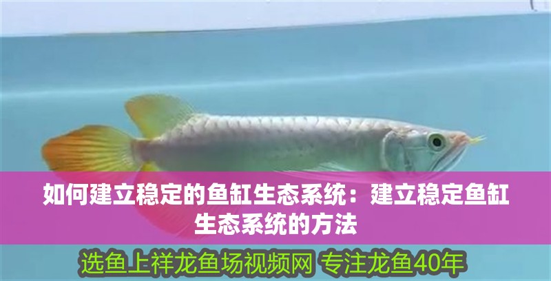 如何建立穩(wěn)定的魚缸生態(tài)系統(tǒng)：建立穩(wěn)定魚缸生態(tài)系統(tǒng)的方法
